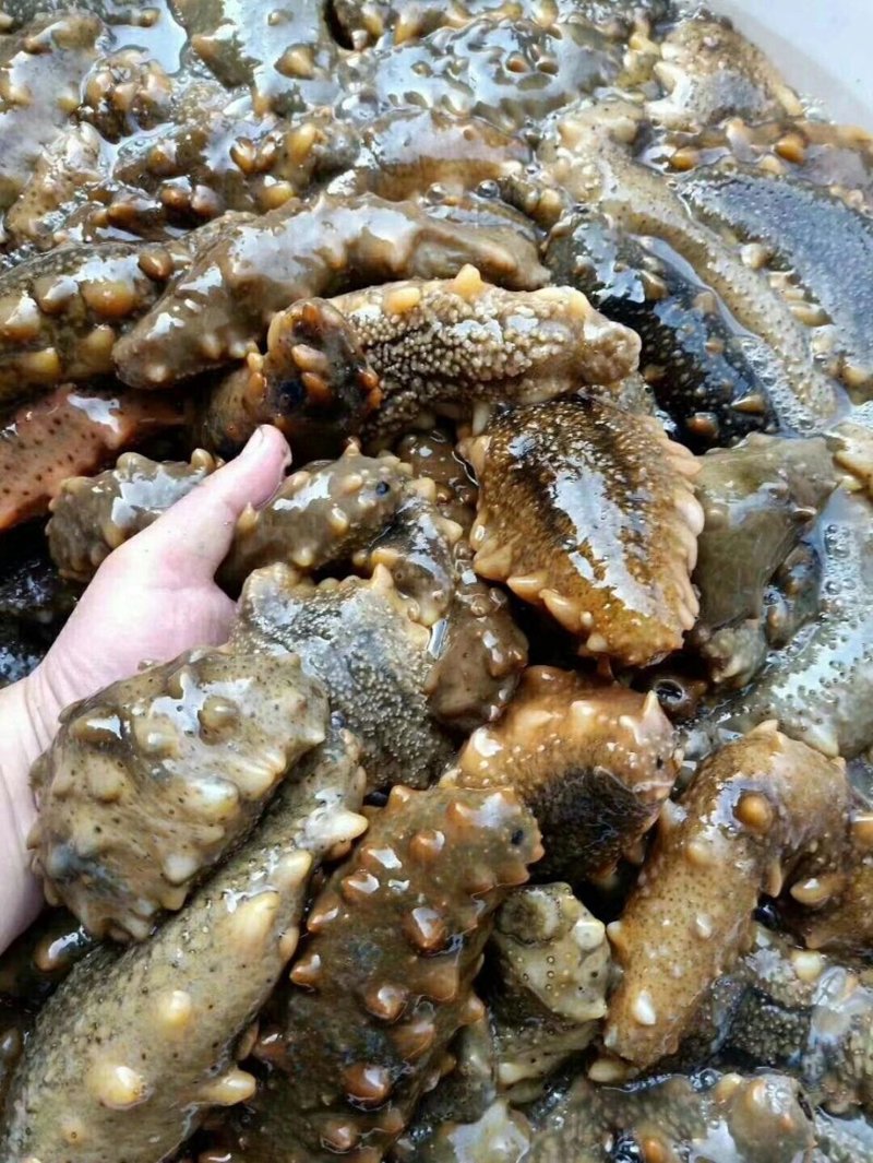 野生海参